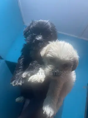 1-3 months Female Purebred Lhasa Apso