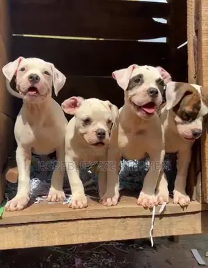 1-3 months Female Purebred Bulldog