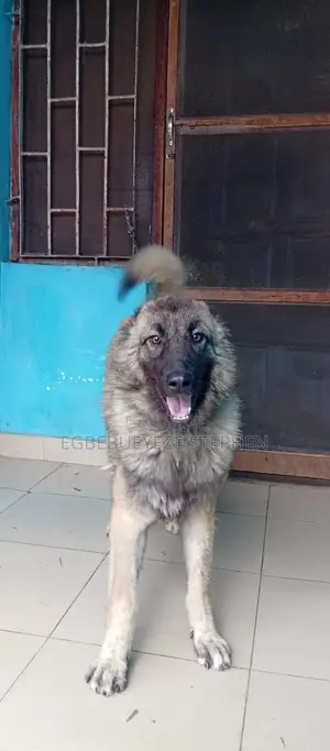 1+ year Male Purebred Caucasian Shepherd