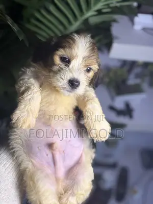1-3 months Female Purebred Lhasa Apso