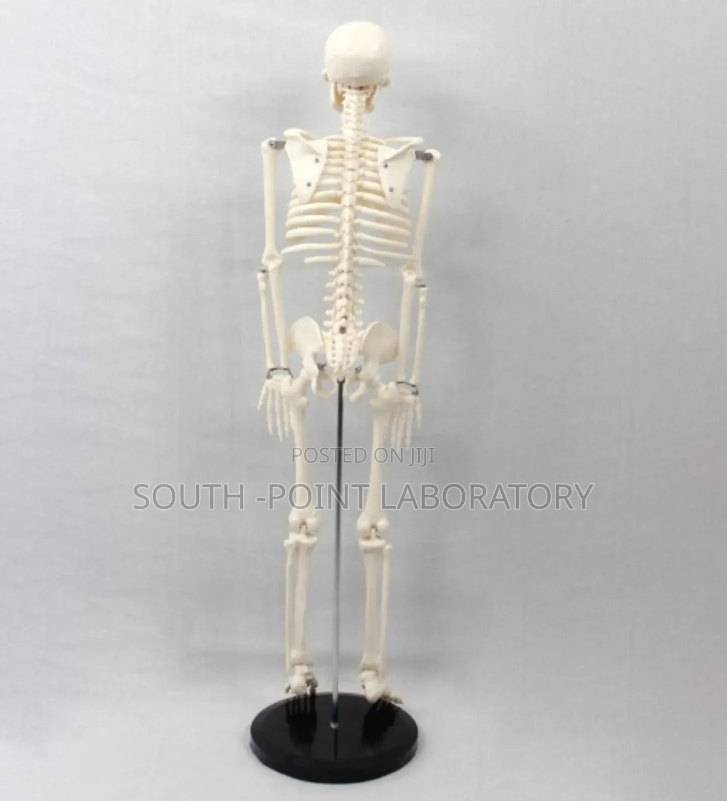 Skeleton Big Size