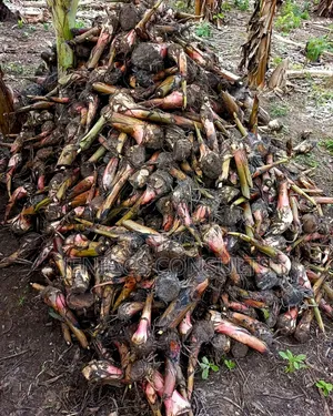 Hybrid Elephant Plantain Suckers