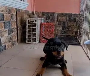 6-12 months Male Purebred Rottweiler