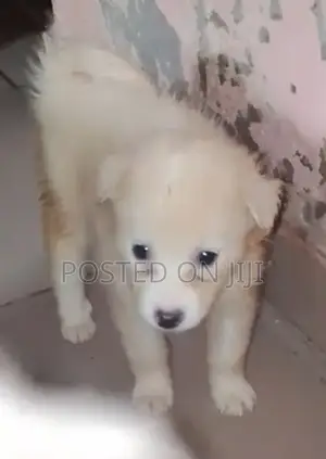 1-3 months Male Purebred American Eskimo