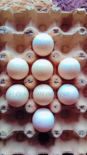 Fertile Turkey Eggs