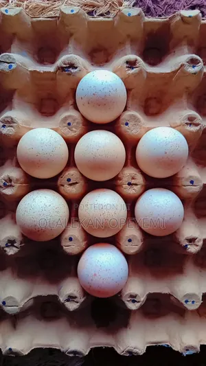 Fertile Turkey Eggs
