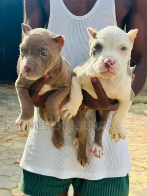 1-3 months Female Purebred American Bully