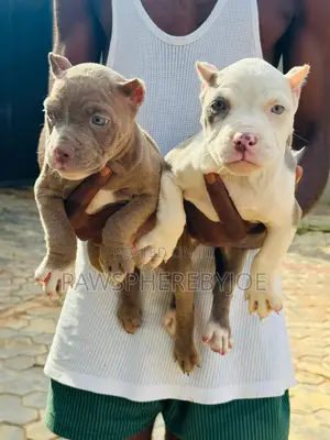 1-3 months Female Purebred American Bully