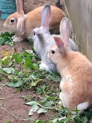 Mature Male Rabbits For Sale