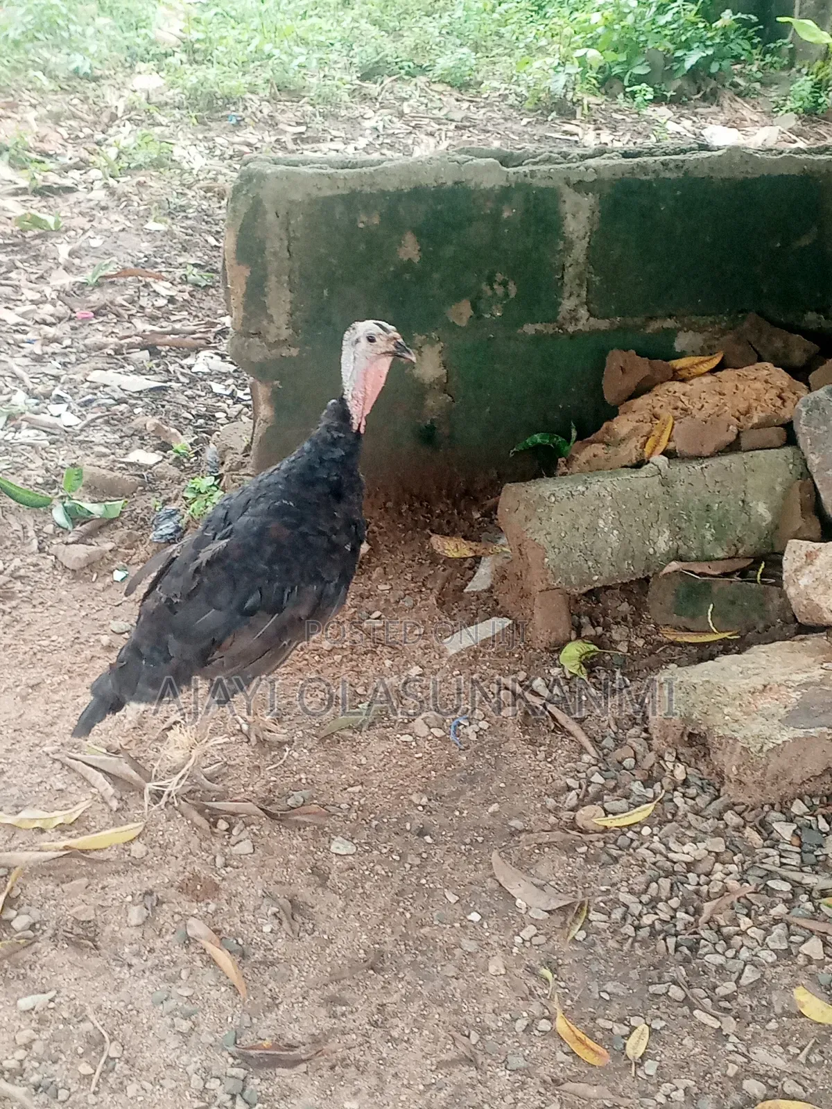 Fully Grown Local Turkey