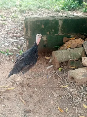 Fully Grown Local Turkey