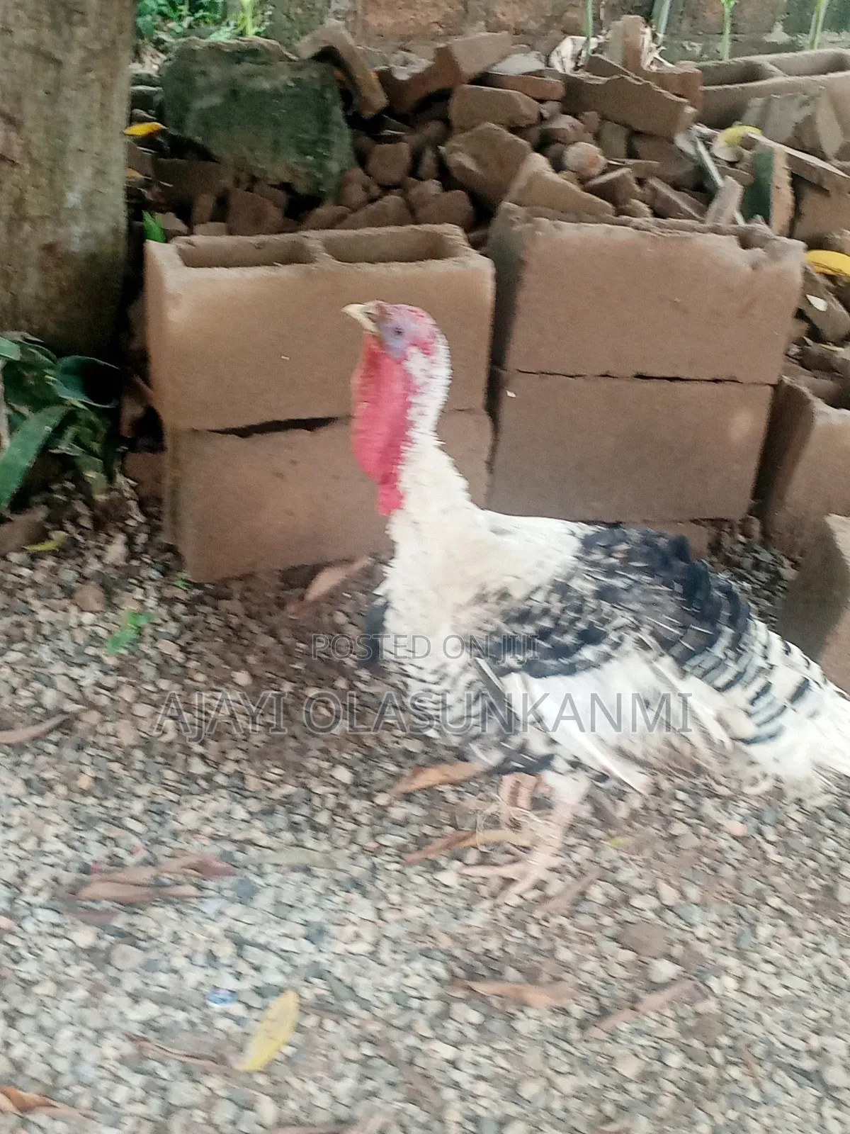 Fully Grown Local Turkey