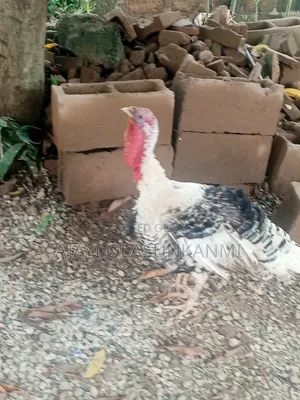 Fully Grown Local Turkey