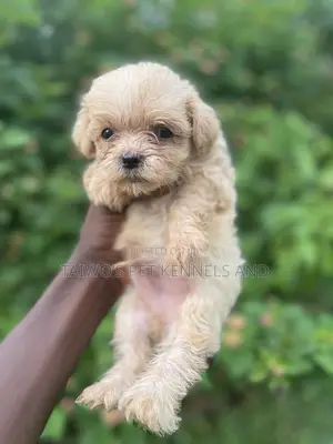 1-3 months Male Purebred Lhasa Apso