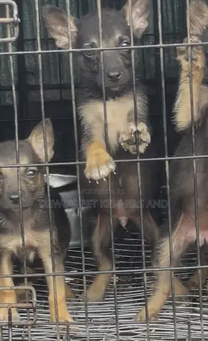 1-3 months Female Purebred German Shepherd