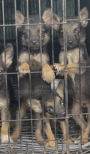 1-3 months Female Purebred German Shepherd