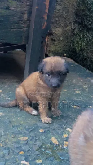 1-3 months Male Purebred Caucasian Shepherd