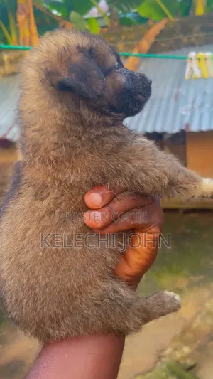 1-3 months Female Purebred Caucasian Shepherd