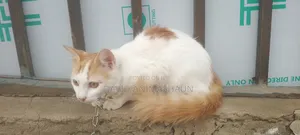 3-6 months Male Purebred Turkish Van
