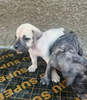 1-3 months Male Purebred Boerboel
