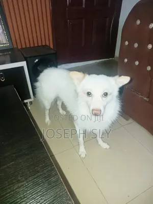 1+ year Male Purebred American Eskimo