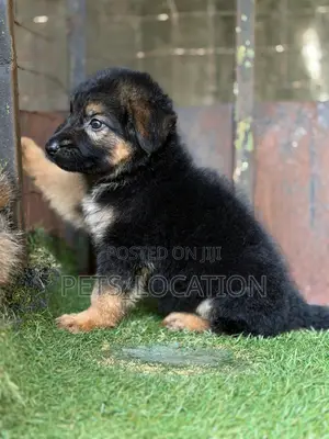 1-3 months Female Purebred German Shepherd