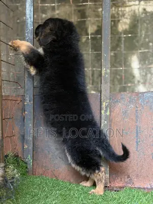 1-3 months Female Purebred German Shepherd