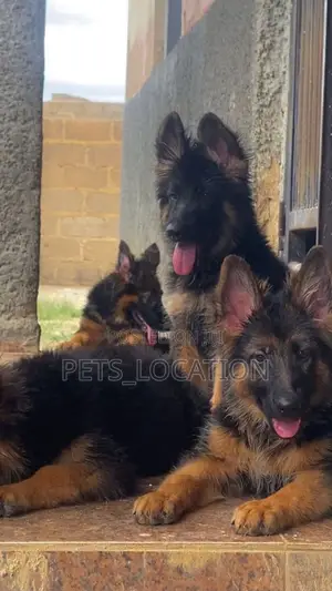 3-6 months Male Purebred German Shepherd