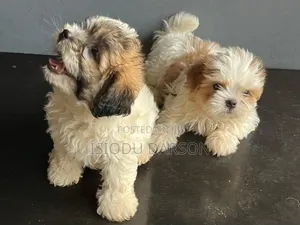 1-3 months Male Purebred Lhasa Apso