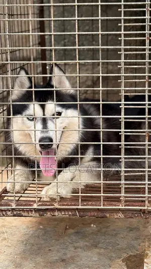 1+ year Female Purebred Siberian Husky