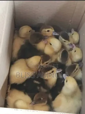 Day Old Chicks