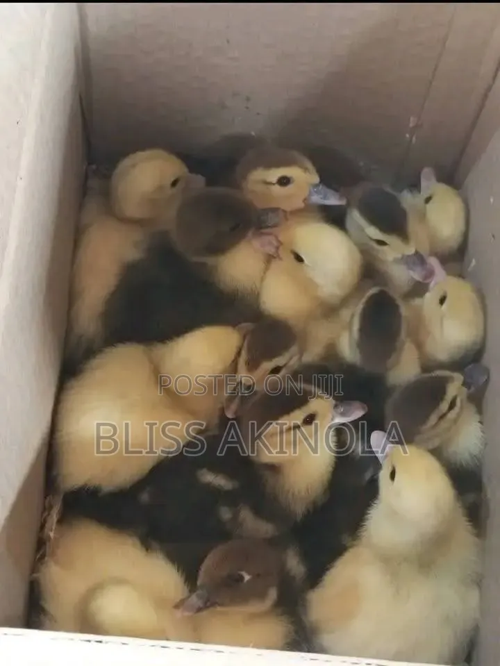 Day Old Chicks