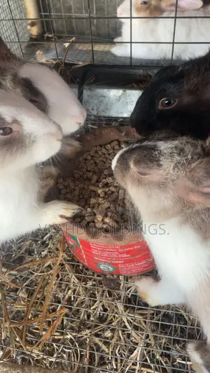 Healthy Matured Improved Dutch Rabbits!