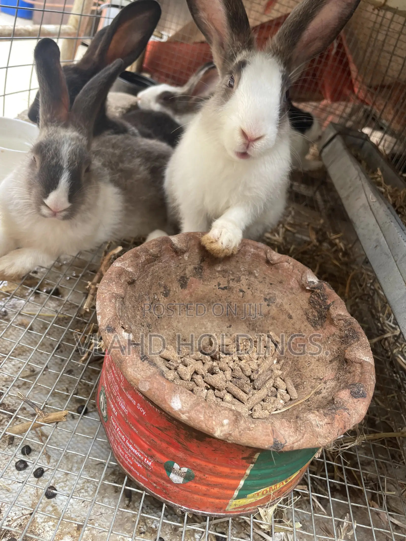 Healthy Matured Improved Dutch Rabbits!