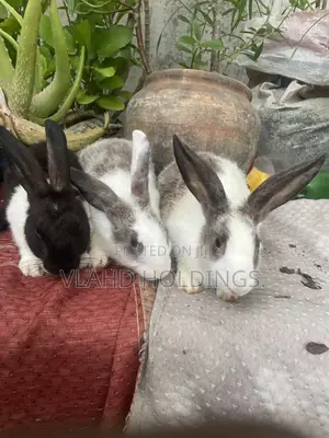 Healthy Matured Improved Dutch Rabbits!
