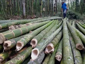 Durable Bamboo