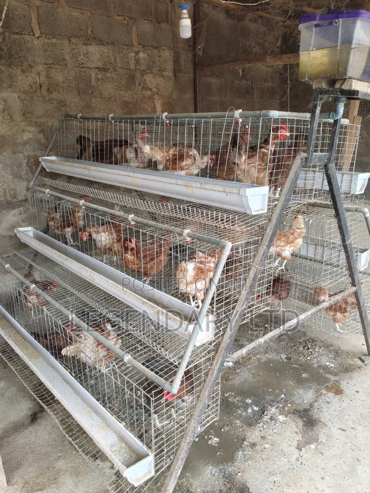 Chicken Battery Cages