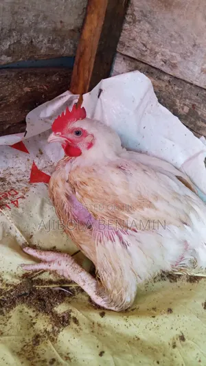 Four Weeks of Chicken and Eight Weeks Is Also Available