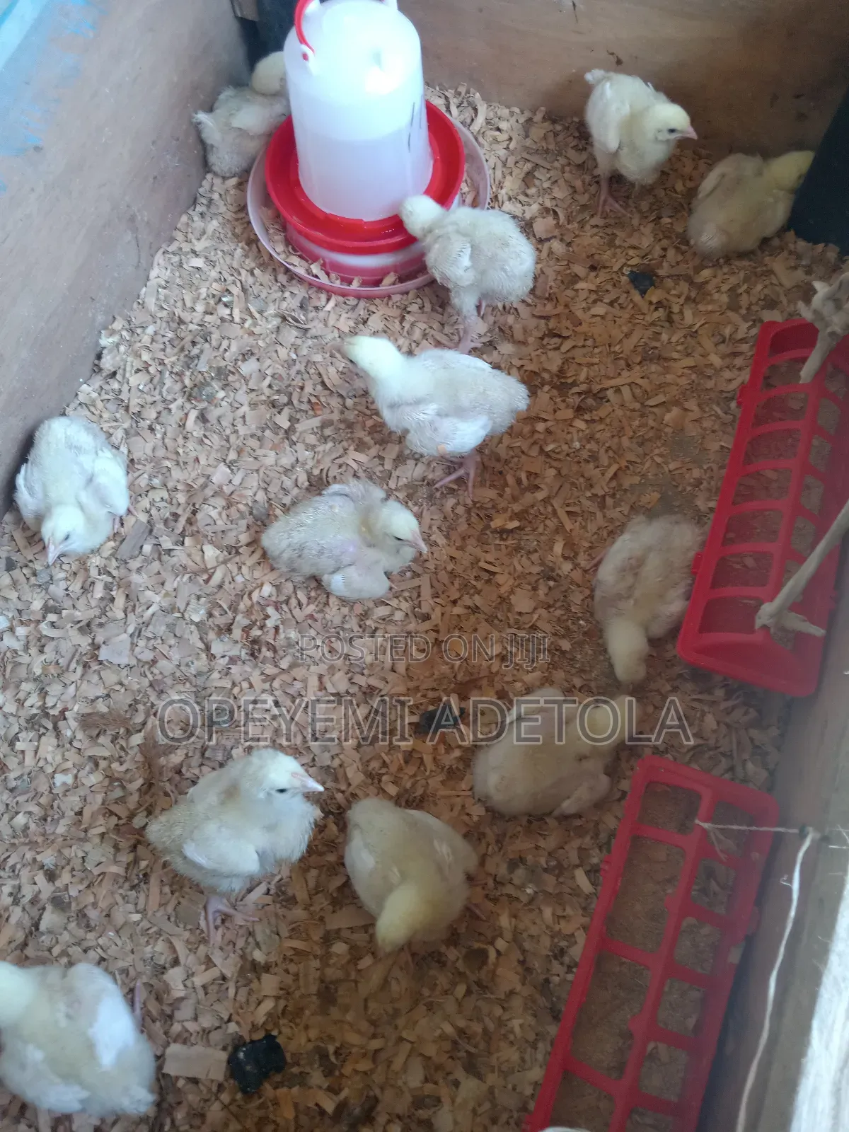 Broiler Chick