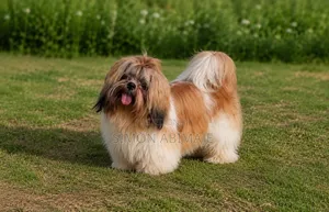 1+ year Male Purebred Shih Tzu