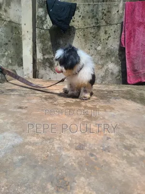 1+ year Male Purebred Lhasa Apso