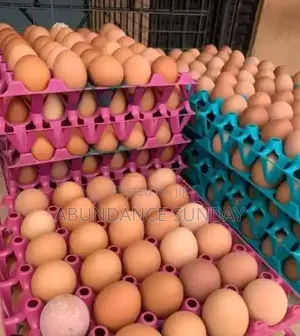 Eggs Supplier