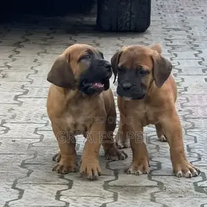 0-1 month Female Purebred Boerboel