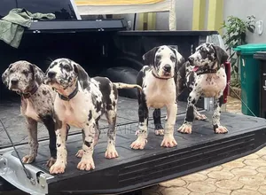 1-3 months Female Purebred Great Dane