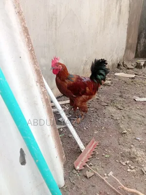 Brahma Chick