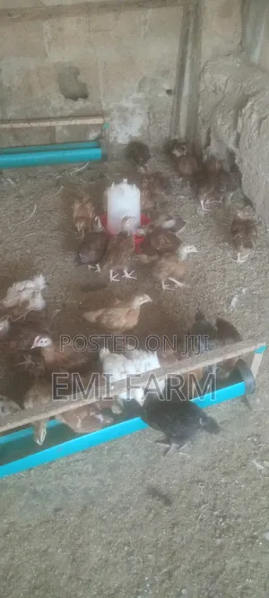 3weeks Noiler Chicken Available for Sale