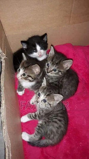 1-3 months Male Mixed Breed American Shorthair