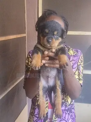 1-3 months Male Purebred Rottweiler