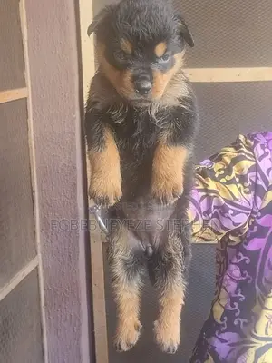 1-3 months Female Purebred Rottweiler