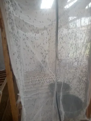Black Soldier Fly